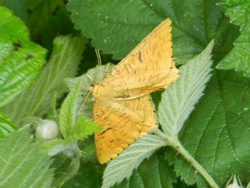Réf. 233 061 : Angerona prunaria